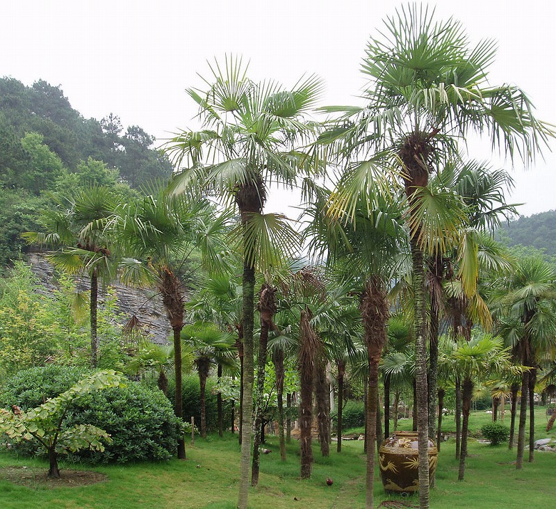 sugi-1024px-TrachycarpusFortunei.jpg